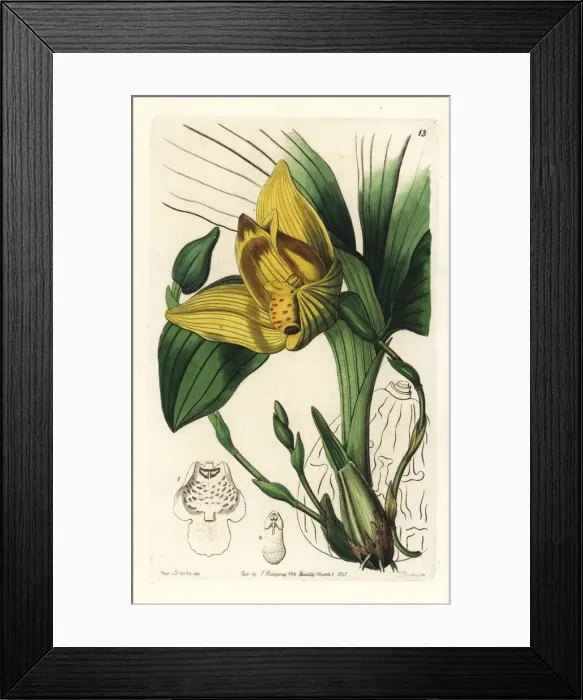 Framed Print : Lycaste cruenta orchid Framed Print : Lycaste cruenta orchid