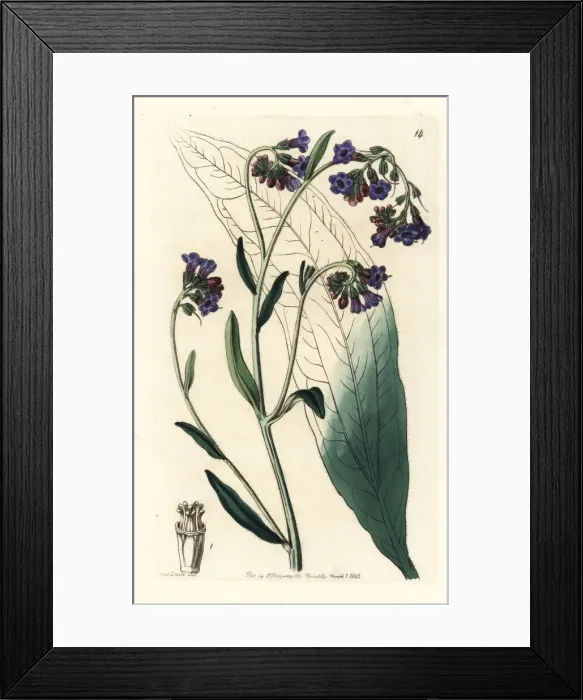 Framed Print : Bugloss-flowered houndstongue, Adelocaryum anchusoides Framed Print : Bugloss-flowered houndstongue, Adelocaryum anchusoides