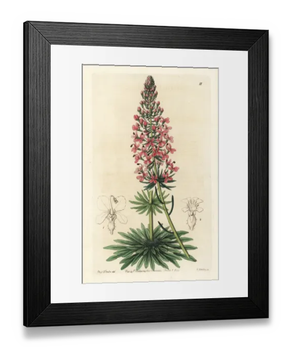 Framed Print : Browns stylewort, Stylidium brunonianum Framed Print : Browns stylewort, Stylidium brunonianum
