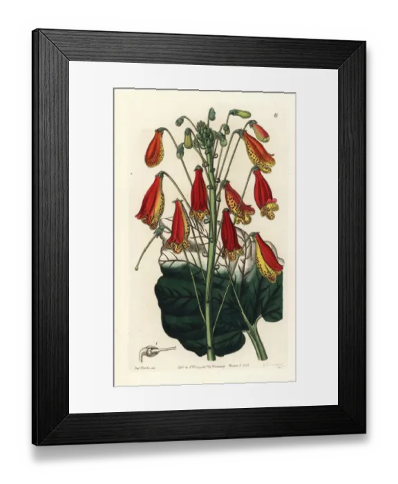 Framed Print : Smithiantha zebrina Framed Print : Smithiantha zebrina