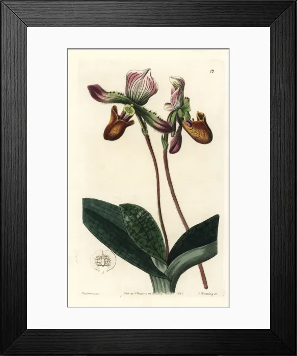 Framed Print : Venus slipper, Paphiopedilum barbatum Framed Print : Venus slipper, Paphiopedilum barbatum