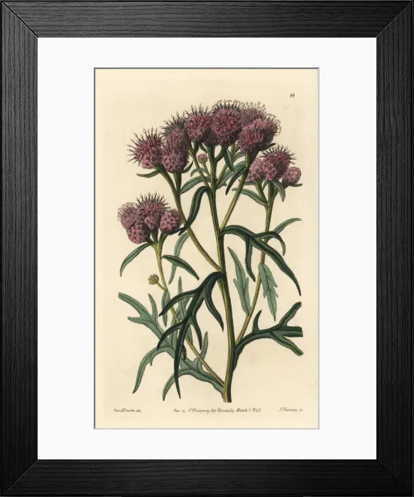 Framed Print : Pretty saussurea, Saussurea pulchella Framed Print : Pretty saussurea, Saussurea pulchella