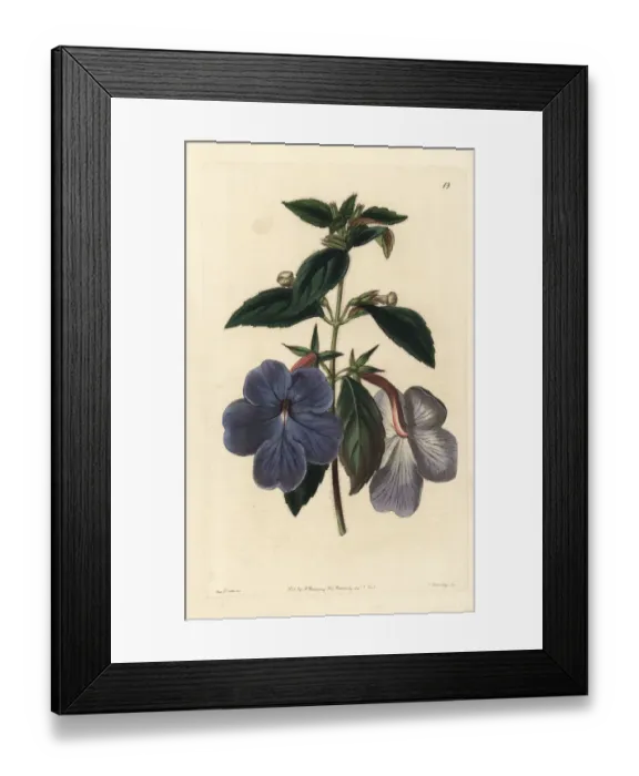 Framed Print : Cupids bow, Achimenes longiflora Framed Print : Cupids bow, Achimenes longiflora