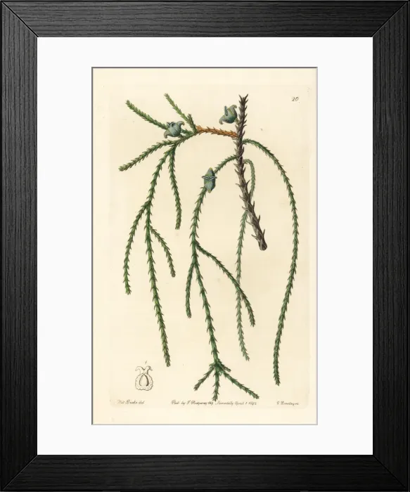 Framed Print : Chinese arborvitae, Platycladus orientalis Framed Print : Chinese arborvitae, Platycladus orientalis