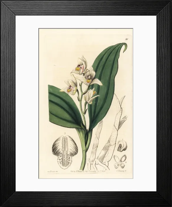 Framed Print : Eria coronaria orchid Framed Print : Eria coronaria orchid