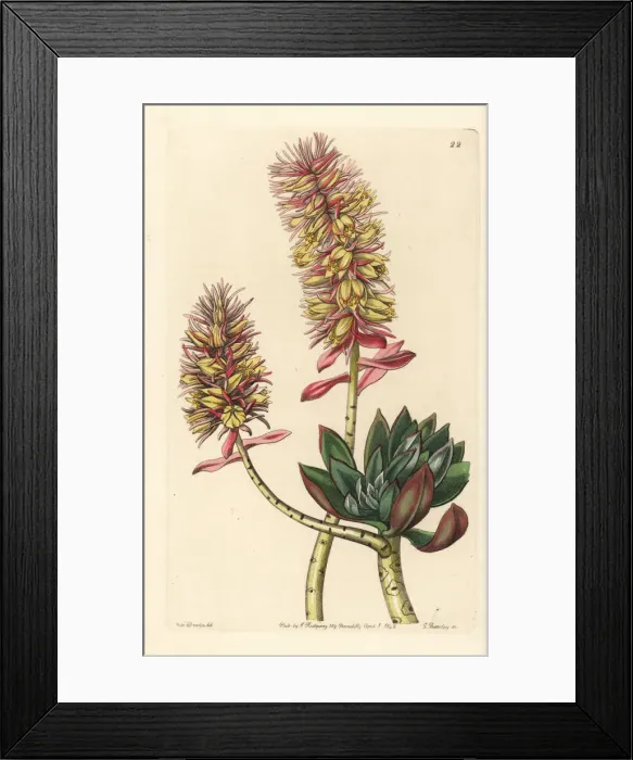 Framed Print : Rosy echeveria, Echeveria rosea Framed Print : Rosy echeveria, Echeveria rosea
