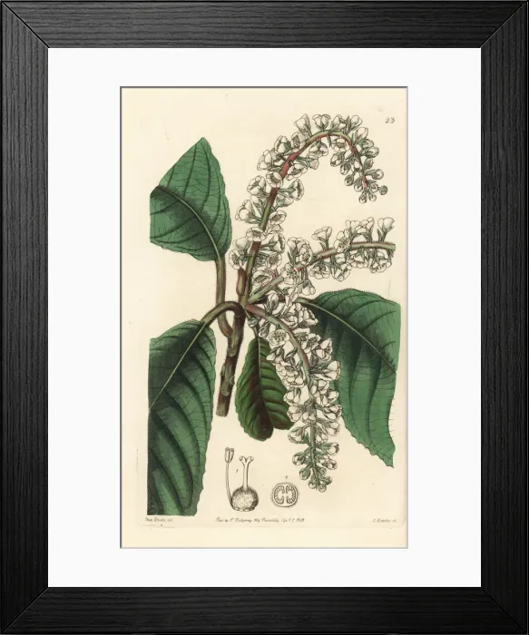 Framed Print : Clethra mexicana Framed Print : Clethra mexicana
