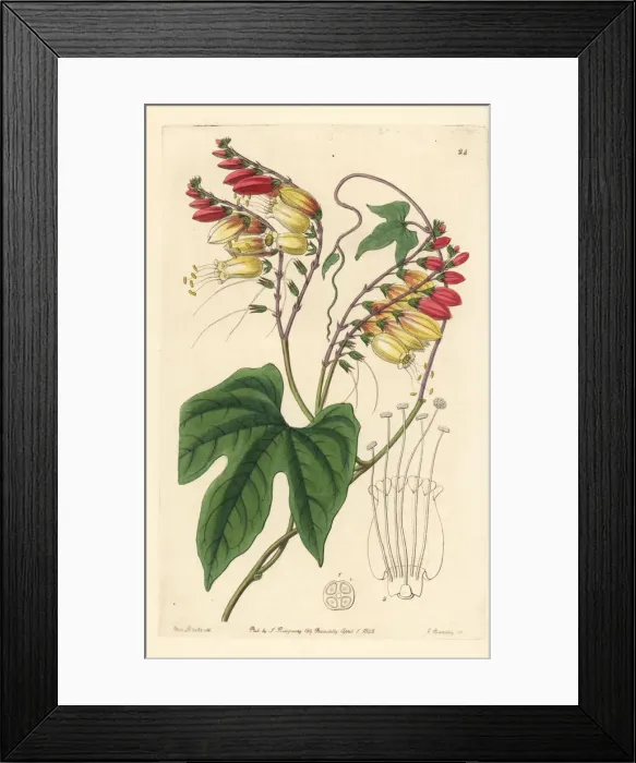 Framed Print : Spanish flag, Ipomoea lobata Framed Print : Spanish flag, Ipomoea lobata