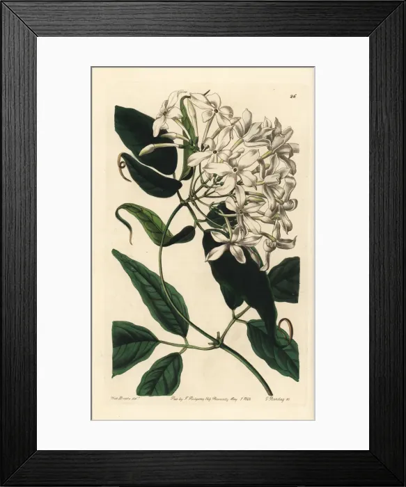Framed Print : Tail-leaved jasmine, Jasminum caudatum Framed Print : Tail-leaved jasmine, Jasminum caudatum