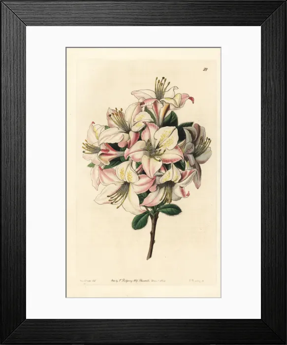 Framed Print : Highcleve azalea, Azalea altaclerensis Framed Print : Highcleve azalea, Azalea altaclerensis