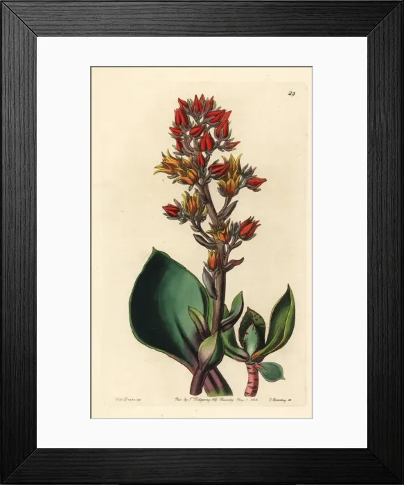 Framed Print : Sharp-leaved echeveria, Echeveria acutifolia Framed Print : Sharp-leaved echeveria, Echeveria acutifolia