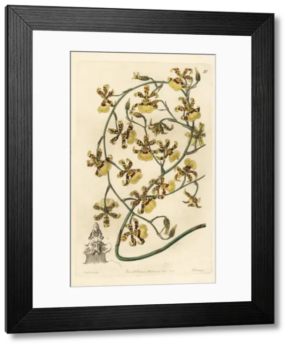 Framed Print : Scorched oncidium orchid, Oncidium sphacelatum Framed Print : Scorched oncidium orchid, Oncidium sphacelatum