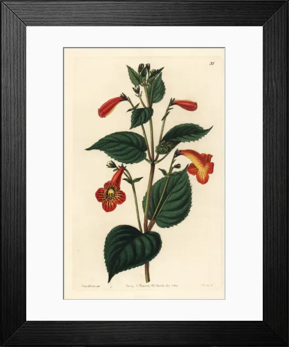Framed Print : Long-stalked achimenes, Achimenes pedunculata Framed Print : Long-stalked achimenes, Achimenes pedunculata