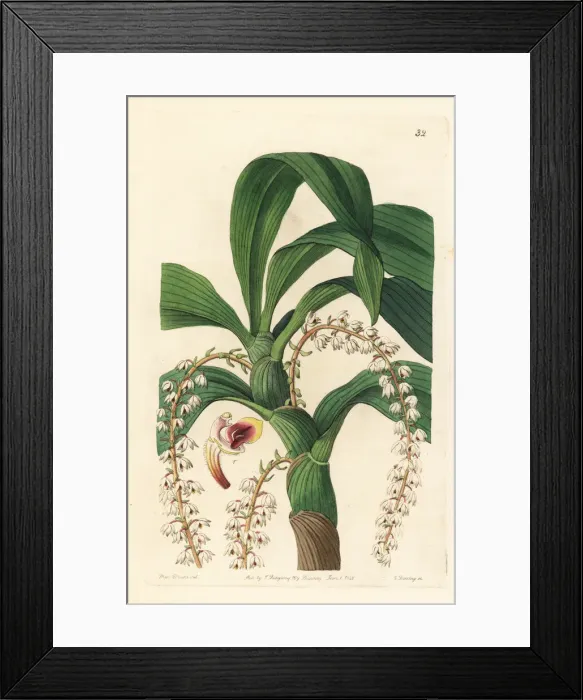 Framed Print : Many-tailed pinalia orchid, Pinalia polyura Framed Print : Many-tailed pinalia orchid, Pinalia polyura