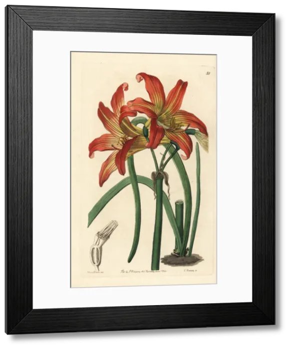 Framed Print : Rhodophiala pratensis, amaryllis from Chile Framed Print : Rhodophiala pratensis, amaryllis from Chile