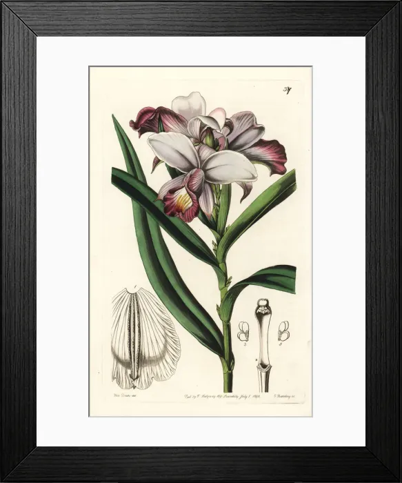 Framed Print : Bamboo orchid, Arundina graminifolia Framed Print : Bamboo orchid, Arundina graminifolia