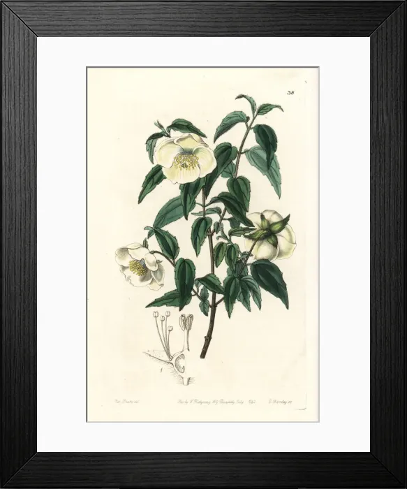 Framed Print : Mexican mock orange, Philadelphus mexicanus Framed Print : Mexican mock orange, Philadelphus mexicanus