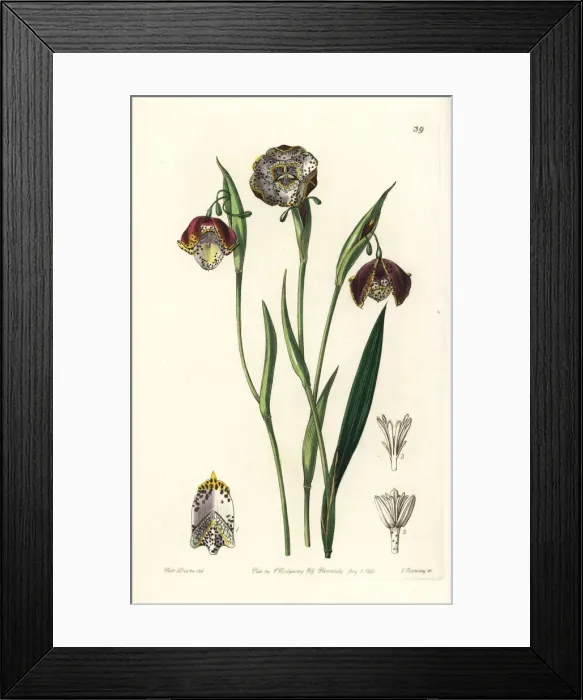 Framed Print : Tiger lily, Tigridia meleagris Framed Print : Tiger lily, Tigridia meleagris
