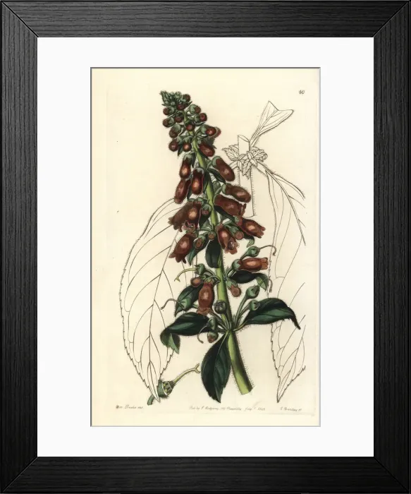 Framed Print : Kohleria spicata Framed Print : Kohleria spicata