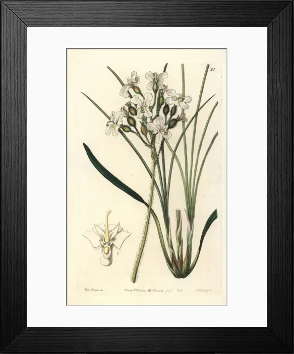 Framed Print : Silky triggerplant Framed Print : Silky triggerplant