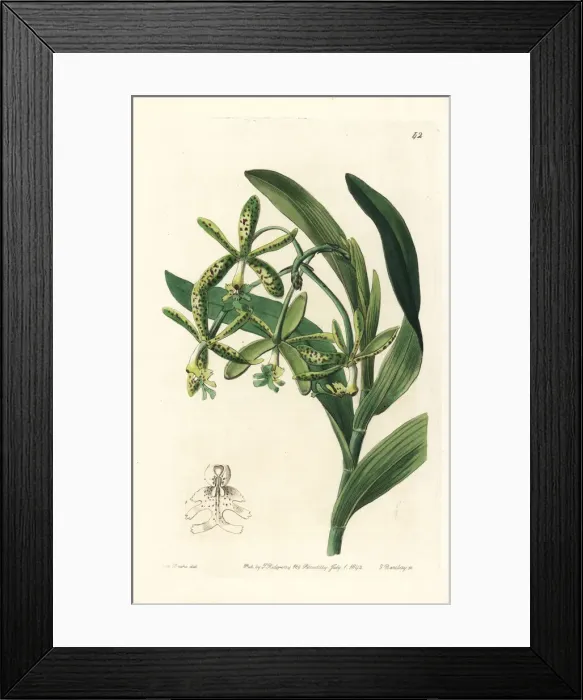 Framed Print : Comb epidendrum orchid, Epidendrum cristatum Framed Print : Comb epidendrum orchid, Epidendrum cristatum