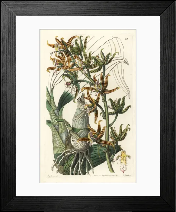 Framed Print : Streaked mormodes orchid, Mormodes lineata Framed Print : Streaked mormodes orchid, Mormodes lineata