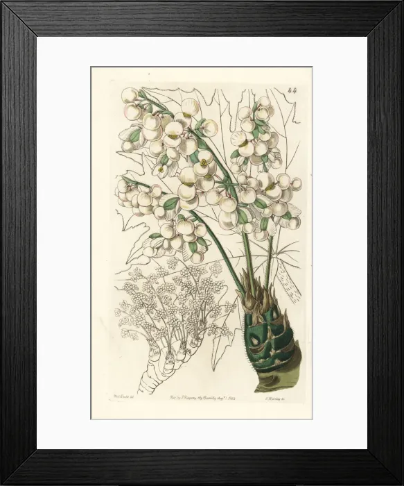 Framed Print : Thick-stemmed begonia, Begonia crassicaulis Framed Print : Thick-stemmed begonia, Begonia crassicaulis