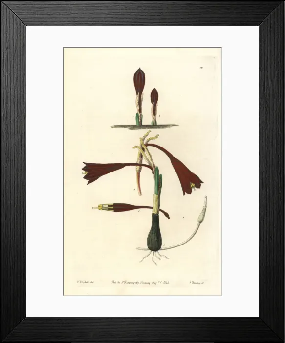 Framed Print : Clinanthus humilis Framed Print : Clinanthus humilis