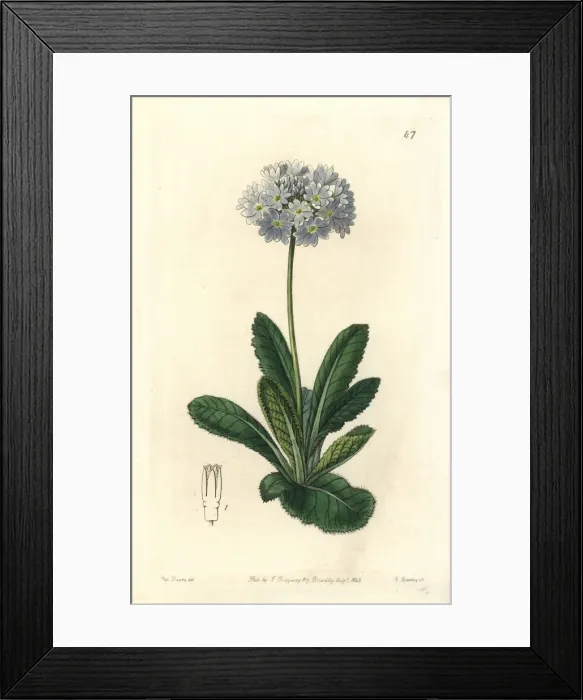 Framed Print : Drumstick primrose, Primula denticulata Framed Print : Drumstick primrose, Primula denticulata