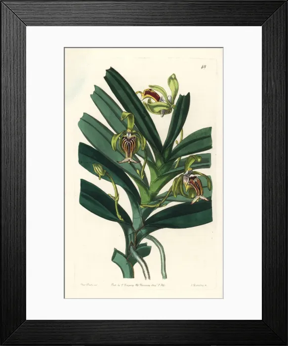 Framed Print : Crested vanda orchid, Vanda cristata Framed Print : Crested vanda orchid, Vanda cristata