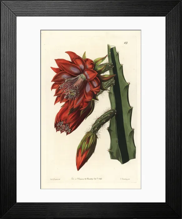 Framed Print : Small flowered shew-cereus, garden variety Framed Print : Small flowered shew-cereus, garden variety