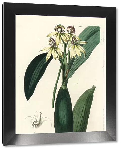 Cockleshell orchid, Prosthechea cochleata