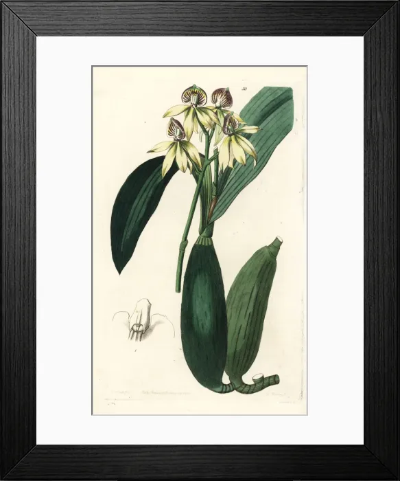 Framed Print : Cockleshell orchid, Prosthechea cochleata Framed Print : Cockleshell orchid, Prosthechea cochleata