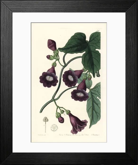Framed Print : Royal purple gaybine, Pharbitis ostrina Framed Print : Royal purple gaybine, Pharbitis ostrina