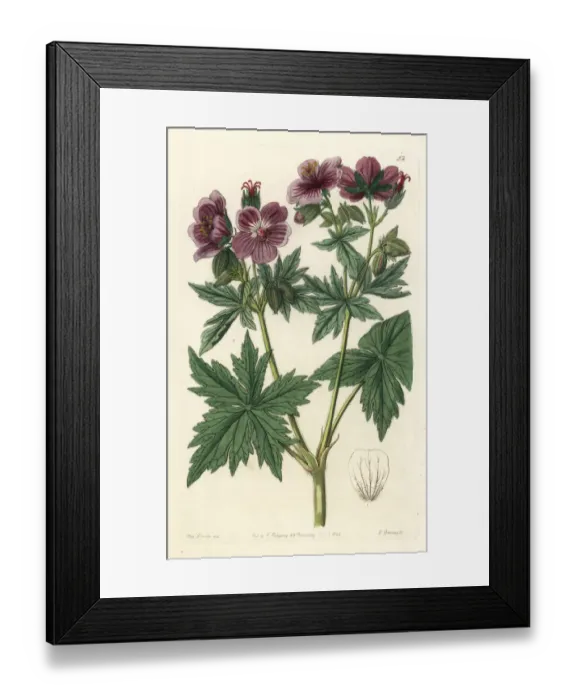 Framed Print : Woolly-flowered geranium, Geranium erianthum Framed Print : Woolly-flowered geranium, Geranium erianthum