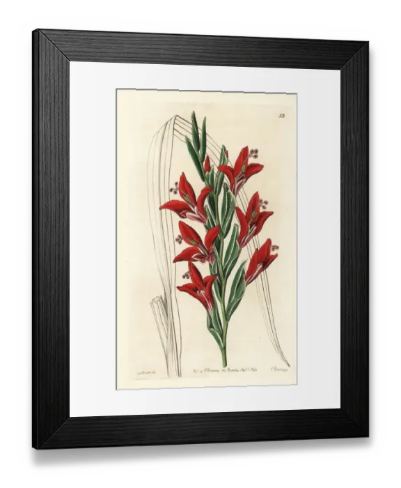 Framed Print : Mr. Plants anisanth, hybrid of Anisanthus Framed Print : Mr. Plants anisanth, hybrid of Anisanthus