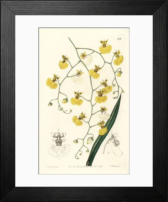 Framed Print : Tolumnia urophylla orchid Framed Print : Tolumnia urophylla orchid