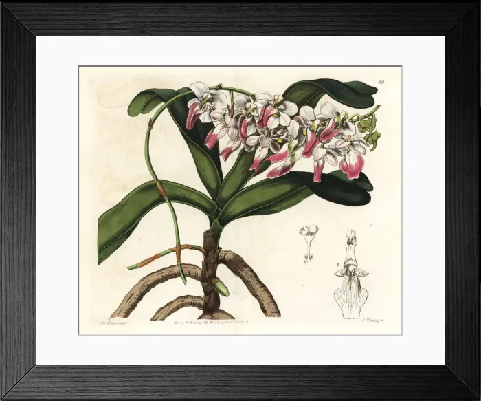 Framed Print : Sir Richard Brookes air plant, Aerides crispum Framed Print : Sir Richard Brookes air plant, Aerides crispum