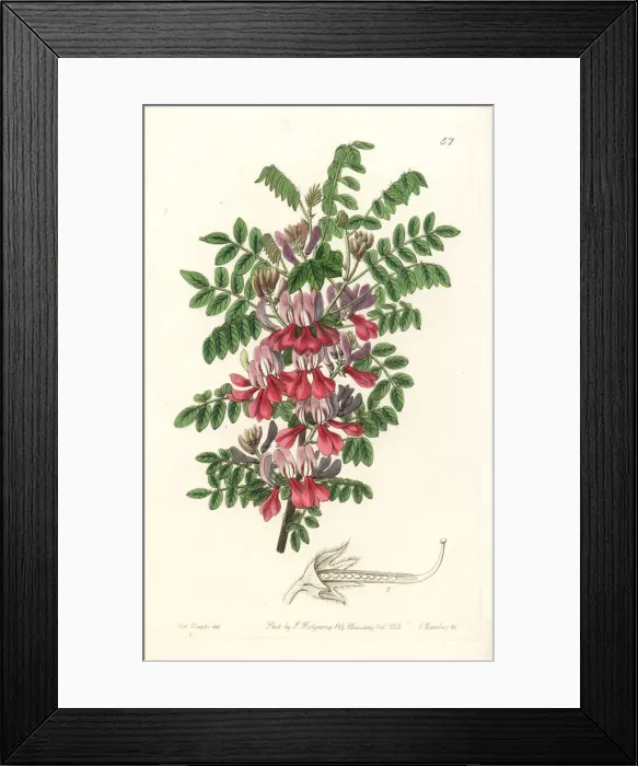 Framed Print : Dosua indigo, Indigofera dosua Framed Print : Dosua indigo, Indigofera dosua