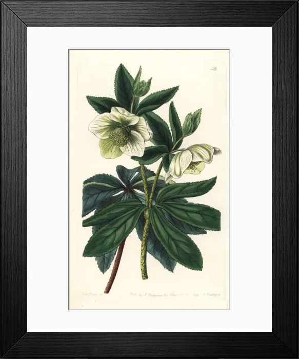Framed Print : Olympian hellebore, Helleborus olympicus Framed Print : Olympian hellebore, Helleborus olympicus