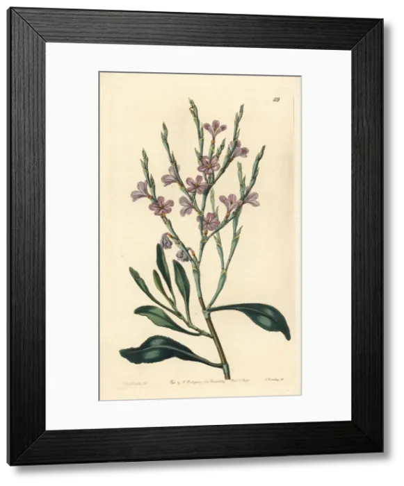 Framed Print : Limoniastrum monopetalum Framed Print : Limoniastrum monopetalum