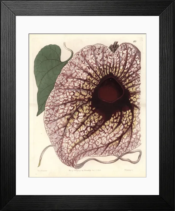 Framed Print : Pelican flower, Aristolochia grandiflora Framed Print : Pelican flower, Aristolochia grandiflora