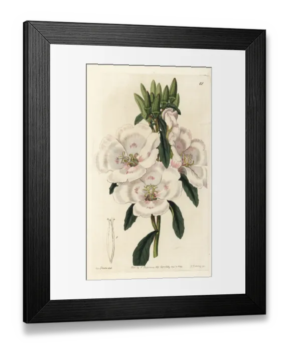 Framed Print : Farewell to sping, Clarkia amoena subsp. lindleyi Framed Print : Farewell to sping, Clarkia amoena subsp. lindleyi