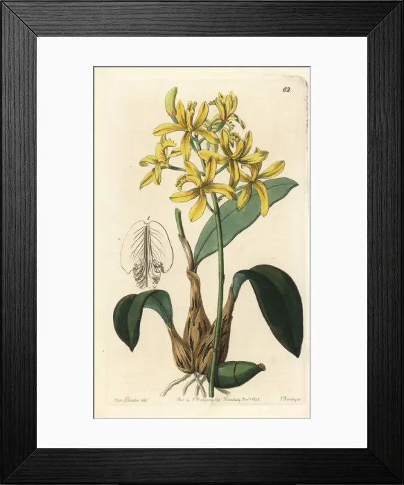 Framed Print : Cattleya crispata orchid Framed Print : Cattleya crispata orchid