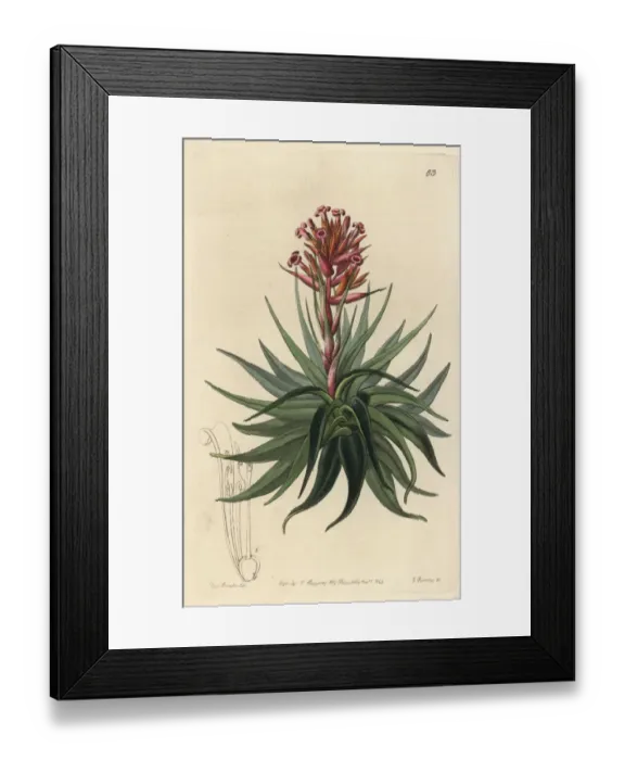 Framed Print : Tillandsia geminiflora Framed Print : Tillandsia geminiflora
