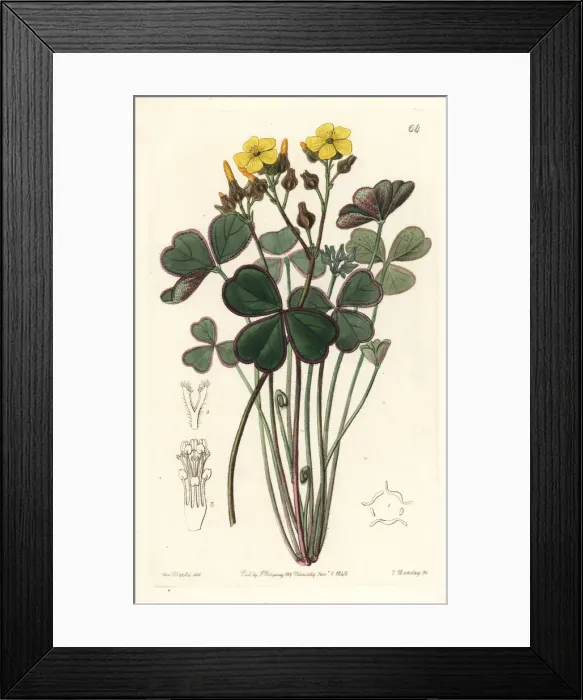 Framed Print : Bonsai oxalis, Oxalis megalorrhiza Framed Print : Bonsai oxalis, Oxalis megalorrhiza