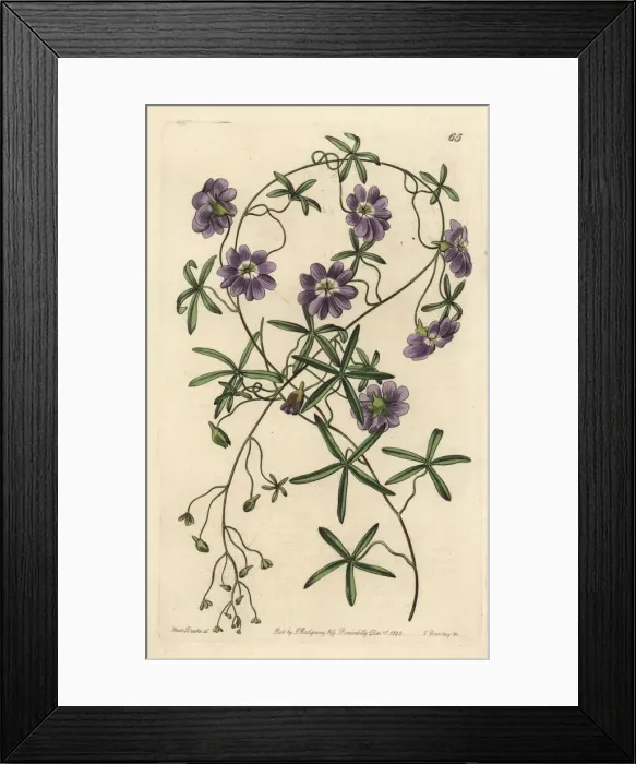 Framed Print : Blue nasturtium, Tropaeolum azureum Framed Print : Blue nasturtium, Tropaeolum azureum