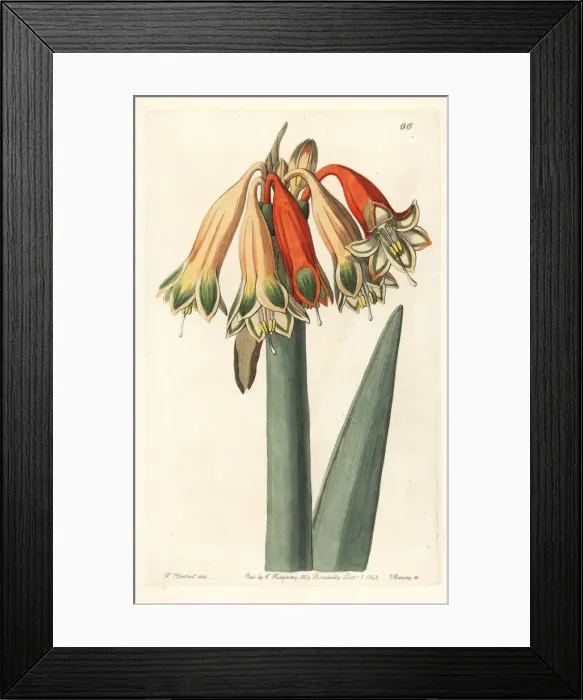 Framed Print : Clinanthus incarnatus Framed Print : Clinanthus incarnatus