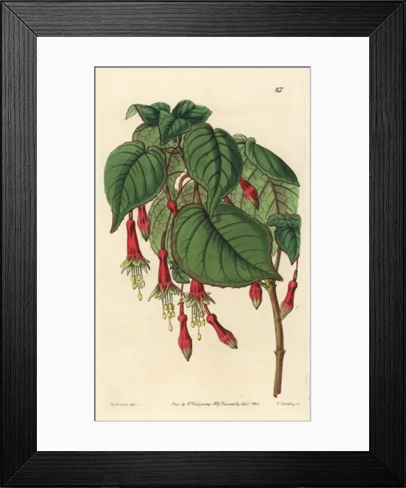 Framed Print : Chili pepper fuchsia, Fuchsia splendens Framed Print : Chili pepper fuchsia, Fuchsia splendens
