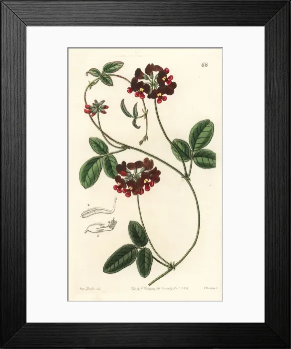 Framed Print : Villous zichya, Zichya villosa Framed Print : Villous zichya, Zichya villosa
